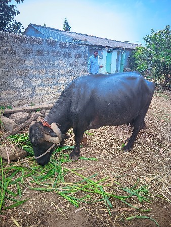 थंबनेल 2