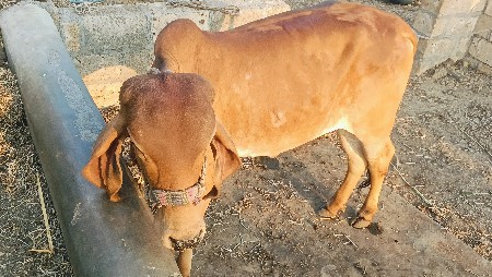 थंबनेल 3