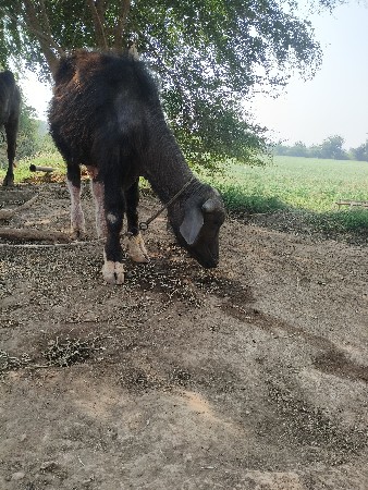 थंबनेल 2