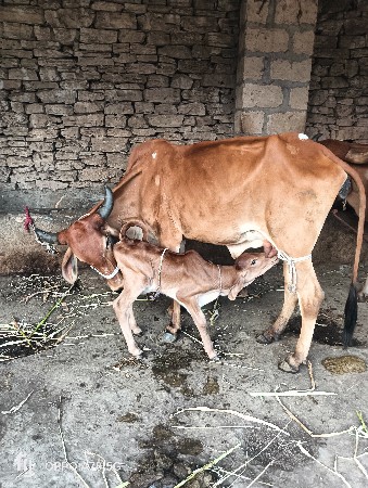 થંબનેલ 5