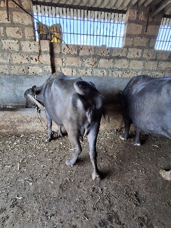 ભેસ વેસવાનીછે એક લીટર દુધ છે