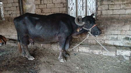 थंबनेल 3