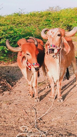 ત્રીજી દર મારવા દેવાની ટોટલ જવાબદા