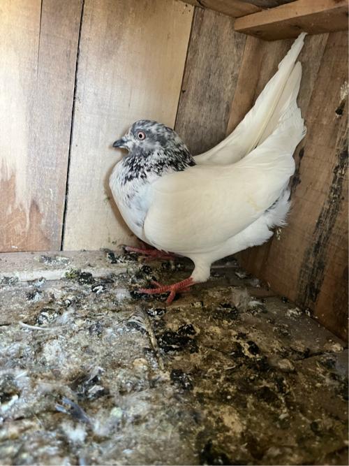 थंबनेल 2