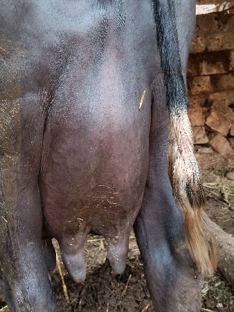 थंबनेल 3