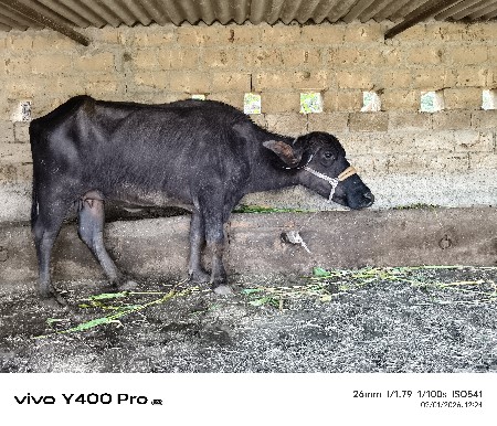 ખળેલી વેચવાની છે