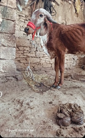 કીર વાછડી વેચવાની છે