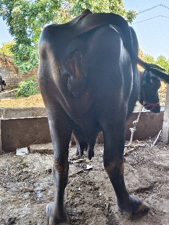 थंबनेल 3