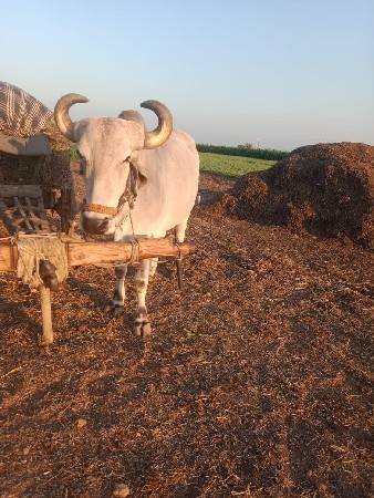 બળદ વેચવા ના છે