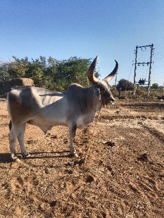 થંબનેલ 3