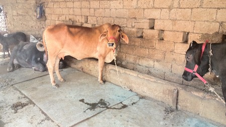 ગાય વેચવાની છે