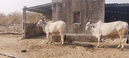 ગોઢલા વેશવાના છે દાતે પુરા