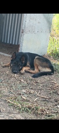 વેચવાનો સે