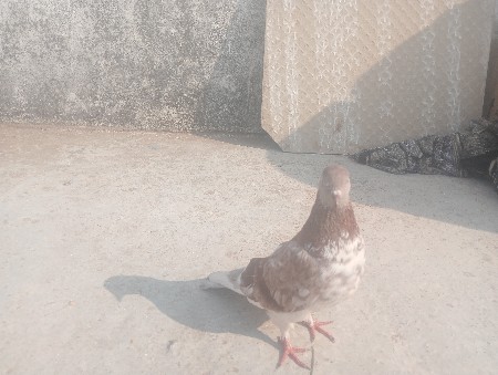 1 જોટો વેચવા ના છે