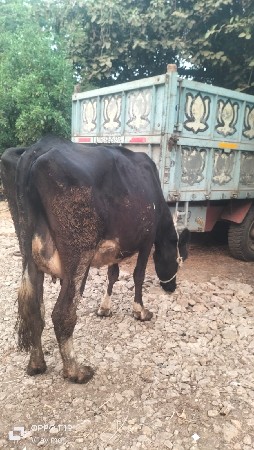 थंबनेल 3