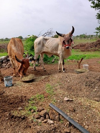 6 દાતેપુરા