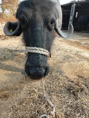 ખડેલી વેચવાની છે