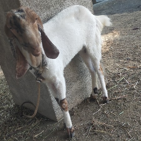 બકરી. વેચવાની છે