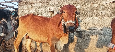 પેલા વેતર ની વોડકી