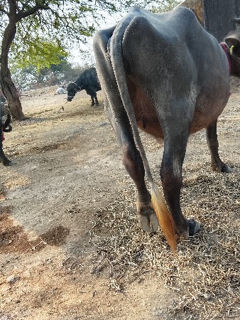 थंबनेल 3