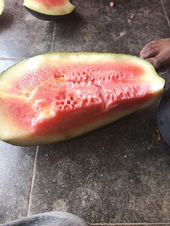 તરબૂચ વેચવાના છે