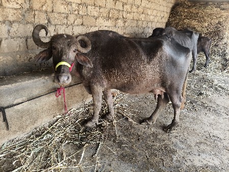 થંબનેલ 3