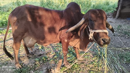 ગીર ગાય વેચવાની છે