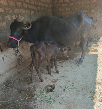 थंबनेल 4