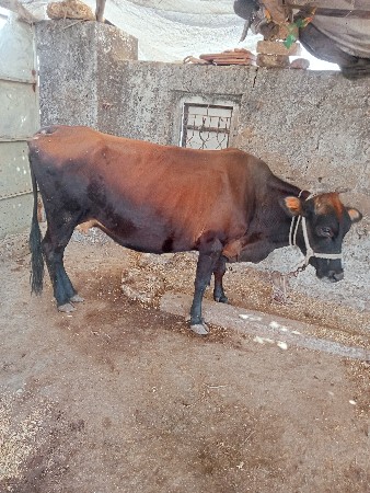 थंबनेल 3