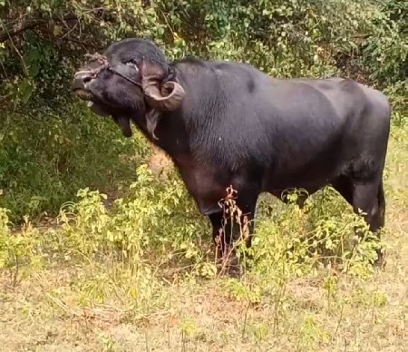 थंबनेल 3