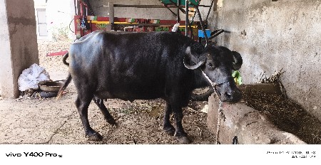 ભેશ વેચવાની છે