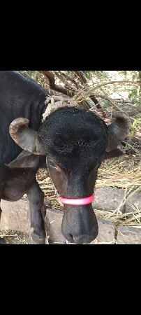 ભેંસ વેચવાની છે