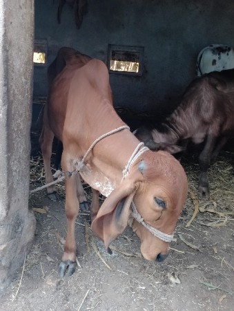 थंबनेल 2