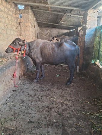 પેલૂ વેતર ખડાય વેસવાનિછે