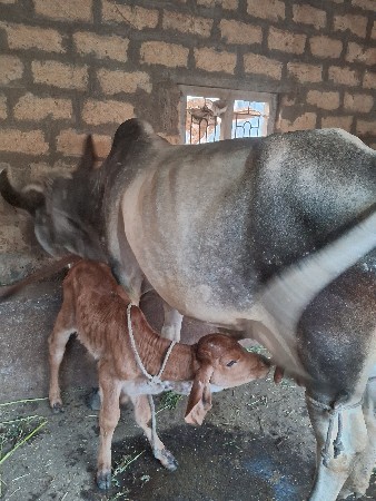 ગાયવેશવાનીછે