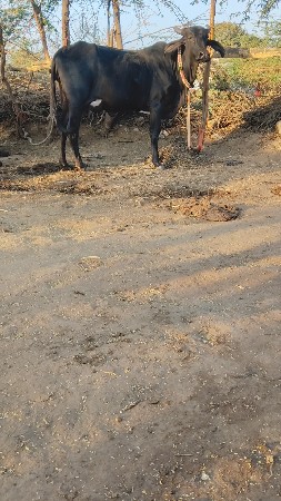 ઓણકિ વેચવાની છે પેલું વેતર ગાભણ