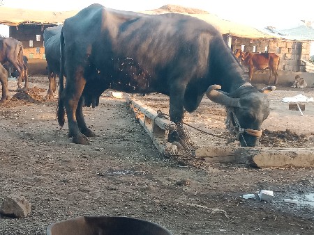 थंबनेल 3