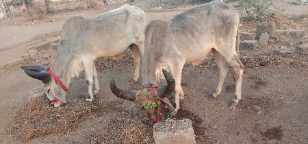 ફુલ જવાબદારી થી બળદ વેચવાના છે