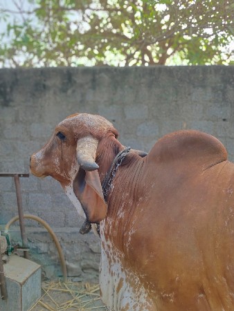 ગિર ગાય વેચવાની છે