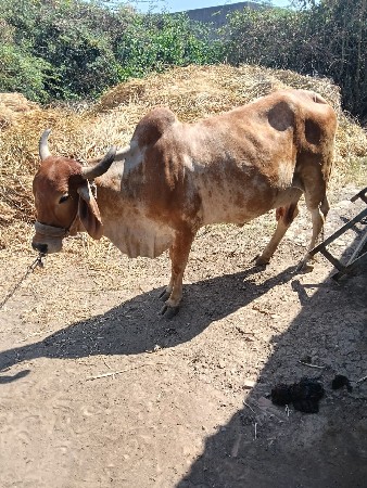 વેચવાની છે