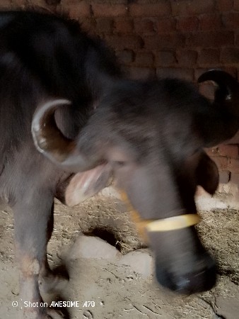 થંબનેલ 2