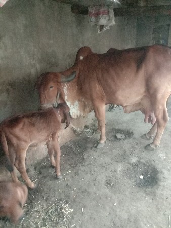 ગાય આપવાની છે