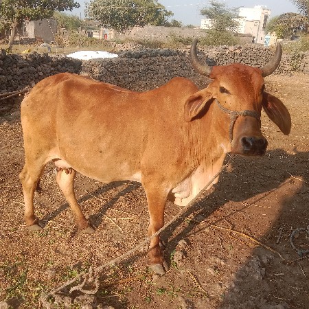 વેસવાની