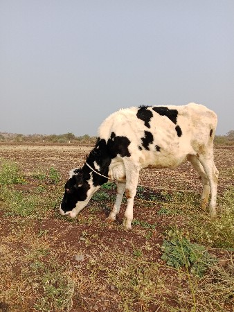 थंबनेल 3