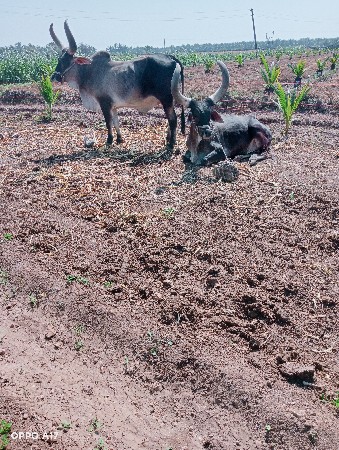 બળદ વેચવા ના છે