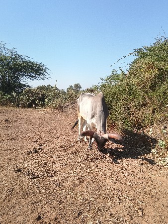 balad vechvano 2 vavni