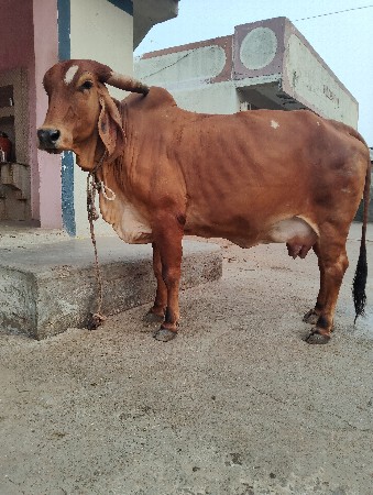 ગાય વેચવાની છે