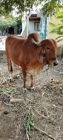 ગાય વેચવાની છે