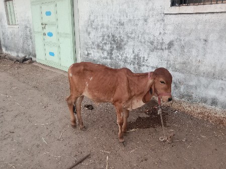 थंबनेल 2