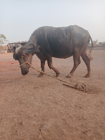 થંબનેલ 2